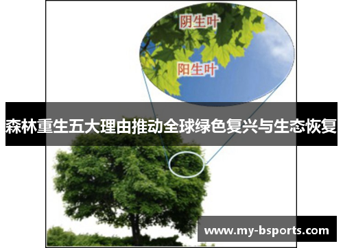 森林重生五大理由推动全球绿色复兴与生态恢复